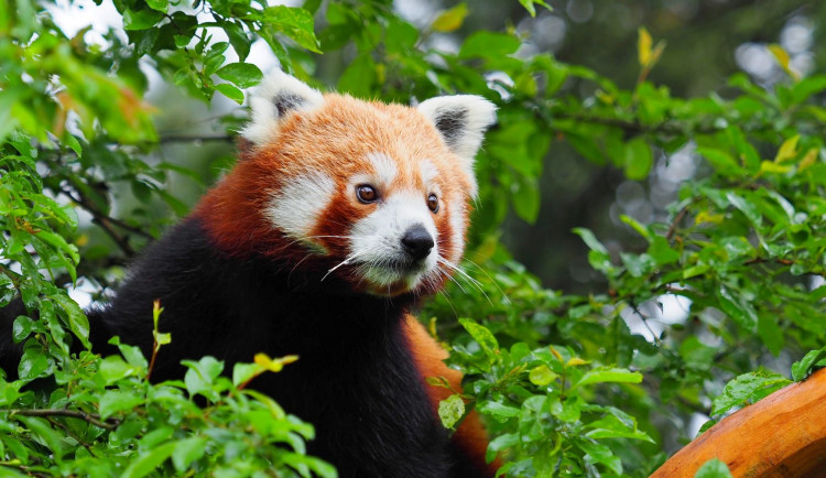 Olomoucká zoo získala z Francie dva samce ohrožené pandy červené