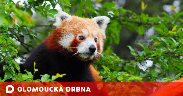 Le zoo d’Olomouc a acquis deux pandas roux mâles en voie de disparition de France Nouvelles de la société Olomoucká Drbna