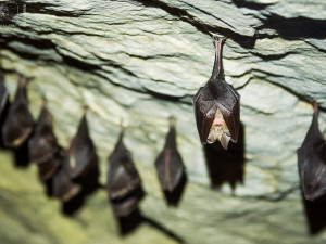 Jeskyně Na Špičáku zájemcům v pátek představí tajemný svět netopýrů