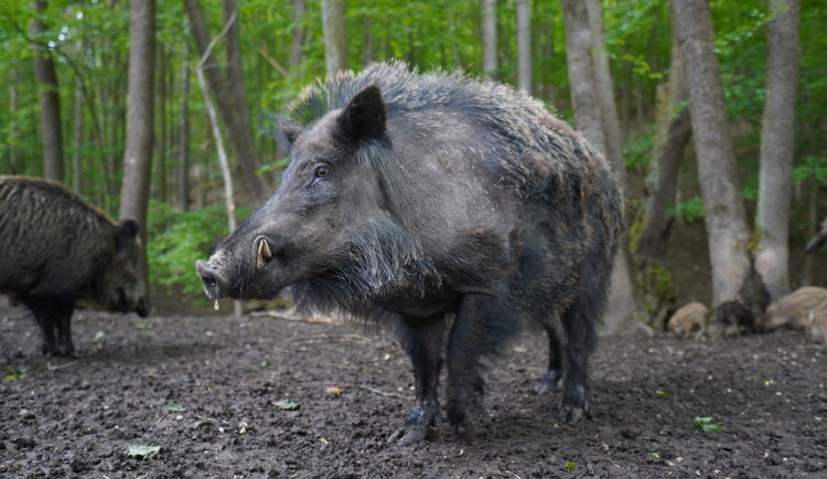 Obyvatelé Hluboček si stěžují na divoká prasata. Lesní zvěř rozryla i hřiště