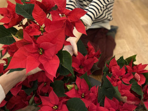 Pro sbírku Vánoční hvězda roste 45 tisíc květů. Objednávky jsou z celé republiky