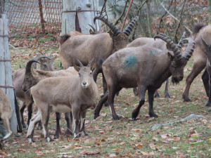 Zoo Olomouc má dva nové kozorožce. Je největším chovatelem na světě