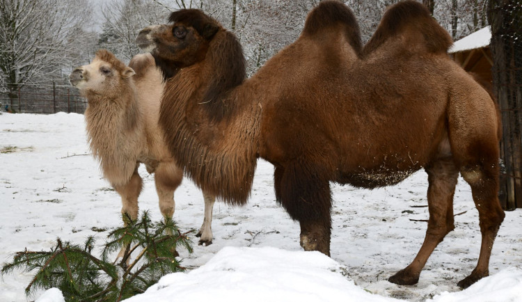 Odstrojené vánoční stromky lidé nabízí do zoo. Pro zvířata se bohužel nehodí