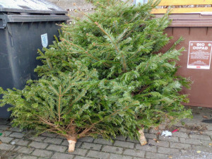 Vánoční stromky patří ke kontejnerům. V Olomouci jich budou desítky tun