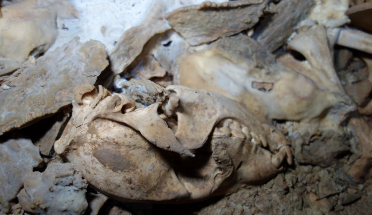 Medvídě, které v Javoříčském krasu objevili amatérští jeskyňáři, je 14 tisíc let staré