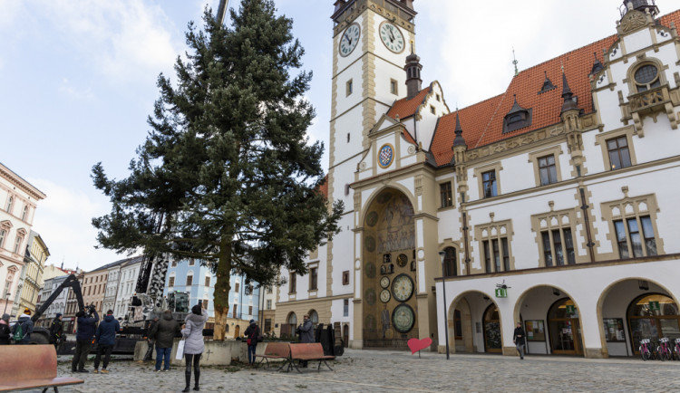 Vánoční strom Hanáček opustil olomoucké náměstí. V řezbářské škole z něj vyrobí nábytek