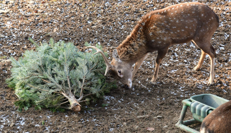 FOTOGALERIE: Zvířatům v zoo Vánoce nekončí. Pochutnávají si na stromcích