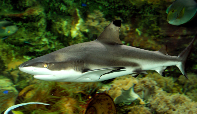 Une femelle requin meurt au zoo d'Olomouc.  Il a vécu près d'un quart de siècle