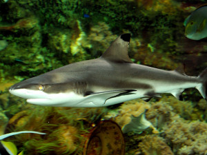 V olomoucké zoo uhynula samice žraloka. Dožila se téměř čtvrtstoletí
