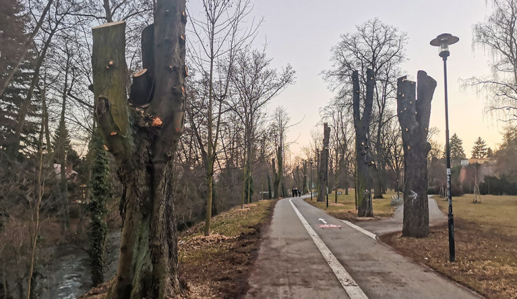 Stromy v Michalském stromořadí přišly o větve. Kvůli bezpečí i delší životnosti