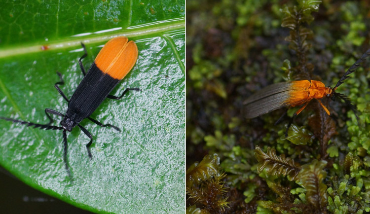 Olomoučtí vědci objevili stovky nových druhů hmyzu. Využili analýzu DNA