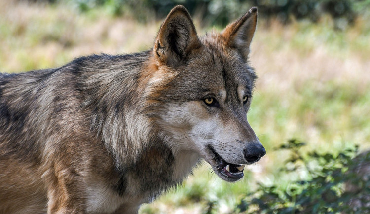 DNA analýza vlka sraženého u Olšan: po lovu v Bavorsku putoval stovky kilometrů na Hanou