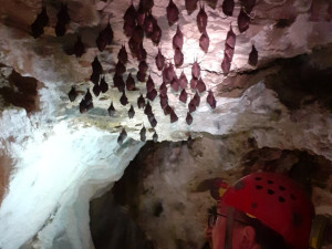 Počty netopýrů jsou v Javoříčských jeskyních rekordní. Svědčí jim teplo