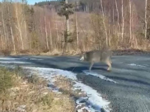 VIDEO: Nad Českou Vsí v Jeseníkách řidič natočil vlka. V horách žije zřejmě několik kusů