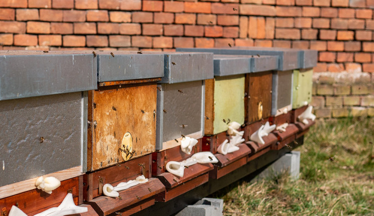 Přes sedm set tisíc pro včelaře. Hejtmanství podpořilo rozvoj chovů v regionu