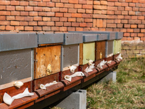 Přes sedm set tisíc pro včelaře. Hejtmanství podpořilo rozvoj chovů v regionu