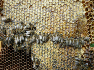 Včelstva loni lépe odolávala varroáze. Medu ale bylo málo, zjistili vědci z olomoucké univerzity