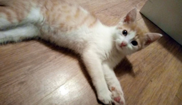 HLEDÁME PÁNÍČKA: Na nový domov čekají koťátka, o které nyní pečuje spolek Mourek Prostějov