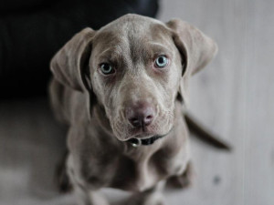 Psi budou registrováni v evidenci veterinární komory