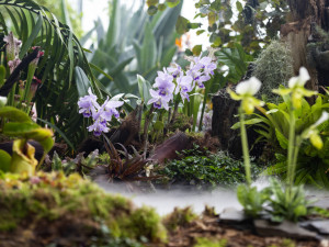 Vzácné druhy orchidejí představuje výstava Klenoty pralesa ve Smetanových sadech
