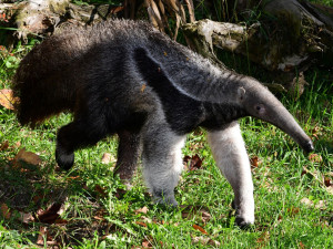 V olomoucké zoo lidé mohou vidět mravenečníka narozeného v březnu. Vrátil se do opraveného pavilonu