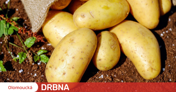 En raison de la hausse des prix de l’énergie, on peut s’attendre à une hausse des prix des pommes de terre Entreprise |  Nouvelles |  Potins d’Olomouc