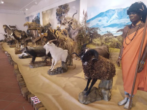 NÁZOR: O výstavě v šumperském Muzejíčku. Afrika stereotypně