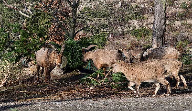 Kozorožci, kozy, siky a mufloni si pochutnávají na stromcích